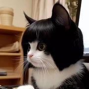 Cat Wig Accessories Dog Headdress Funny Costume Puppy Cosplay Dress Up Cute Pet Wig Cosplay Funny Props Head Accessories - My Store