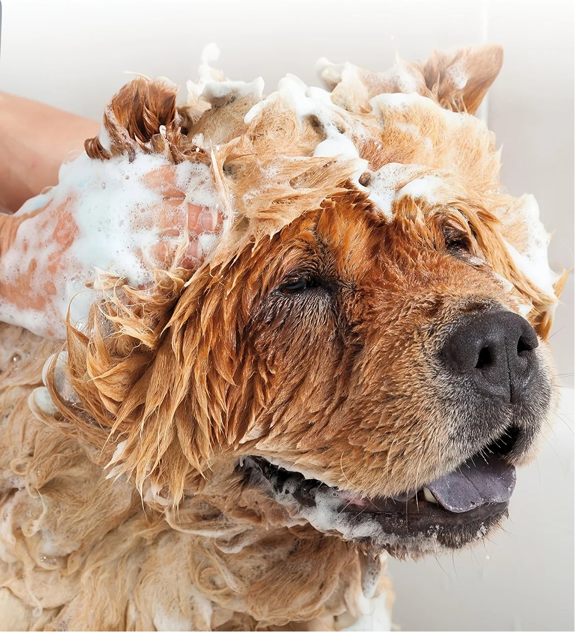 Pet Bath Gel,Pet Shampoo,Cat and Dog Bath Gel,Gentle Soothing Formula,Suitable for Cats and Dogs,Cares for Pet Hair Health,500ml - My Store